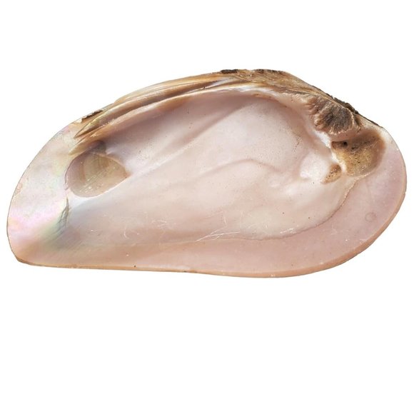 Lot Of 6 Authentic Sea Shells for Nautical Beach Home Decor, Real Ocean‎ Coastal - Picture 6 of 6